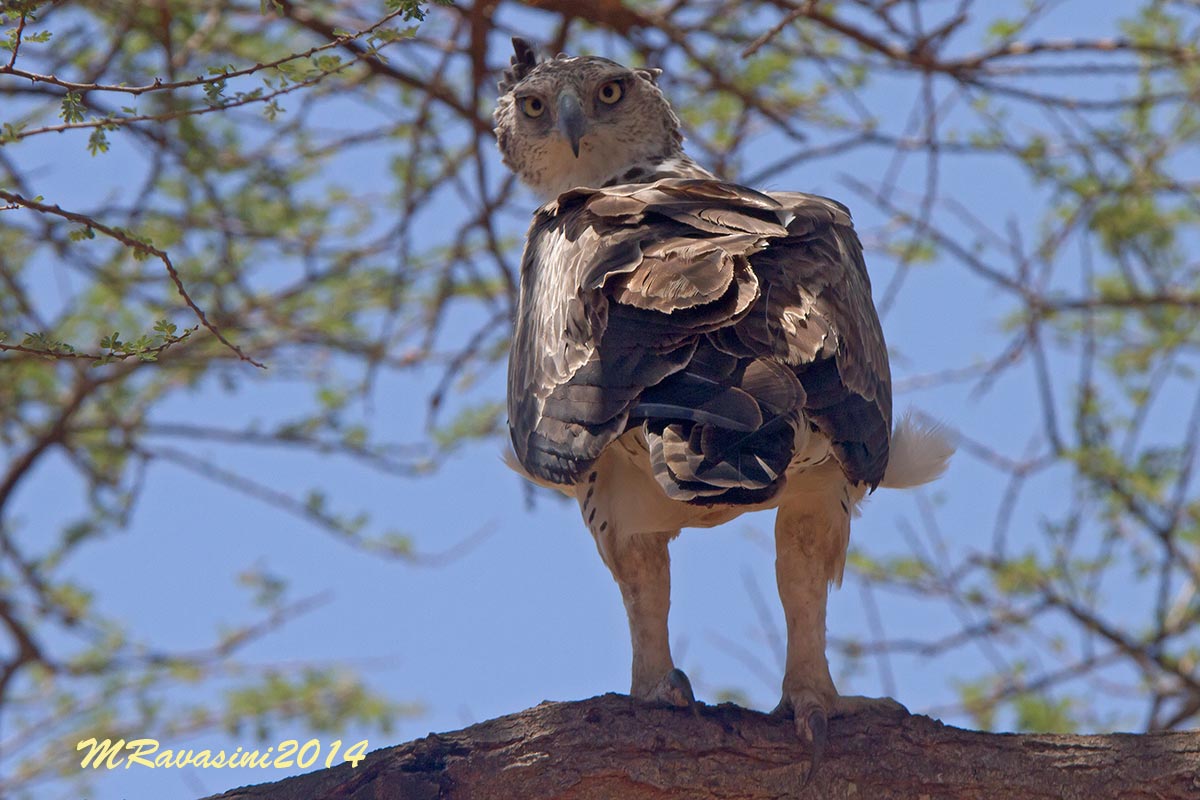immature martial eagle...