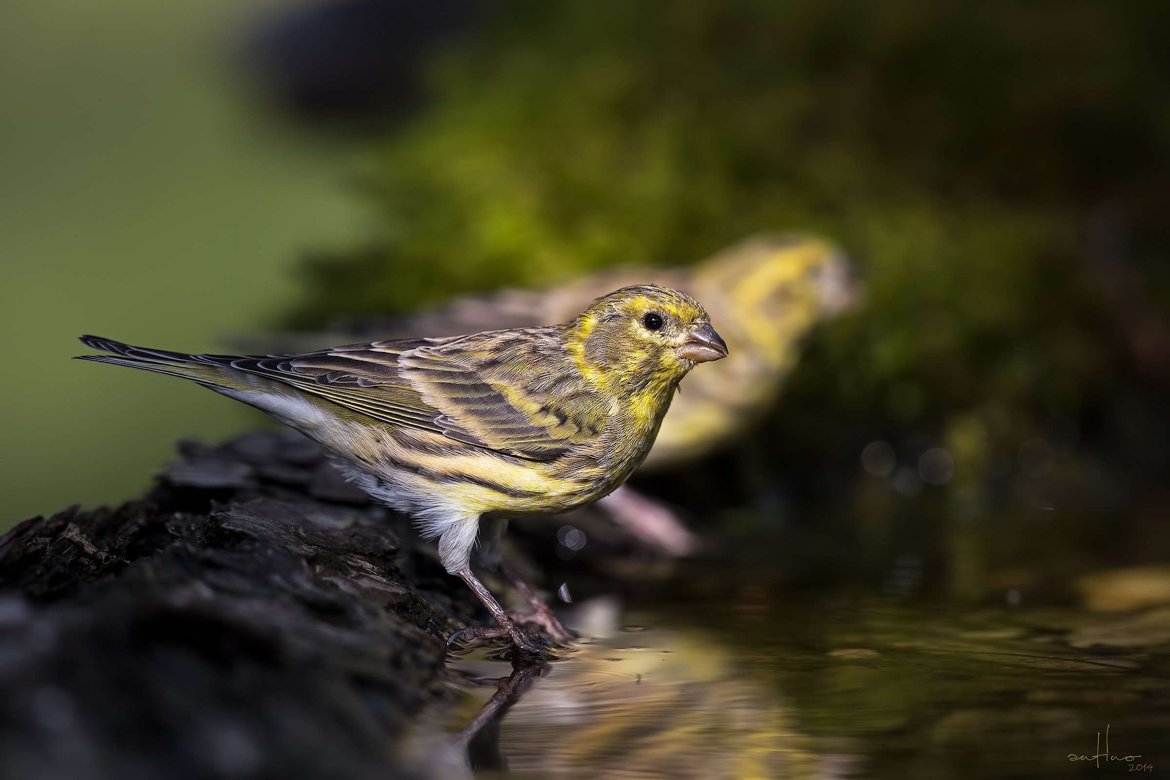 Two serins...