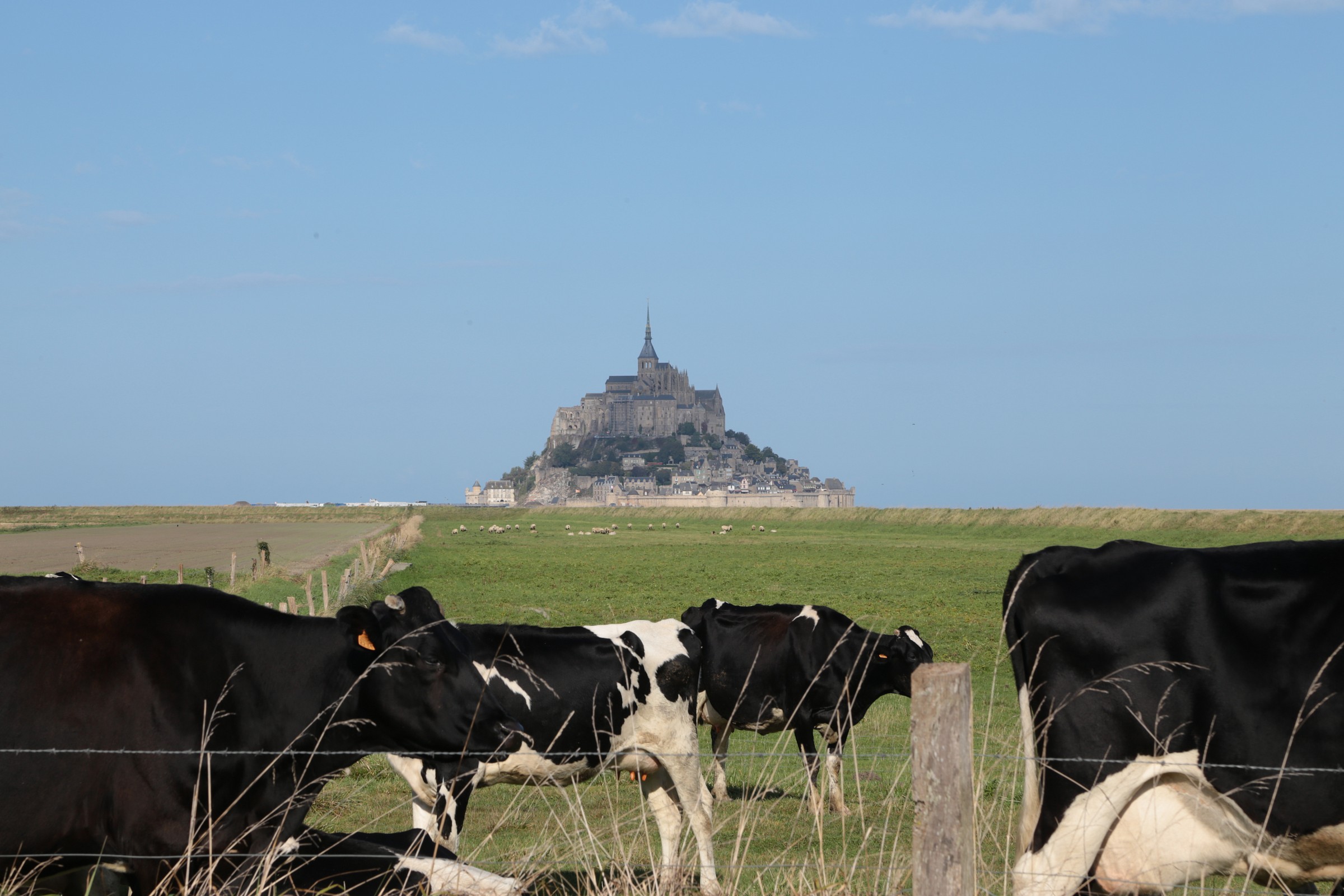mont saint-michel seen from the fauna...