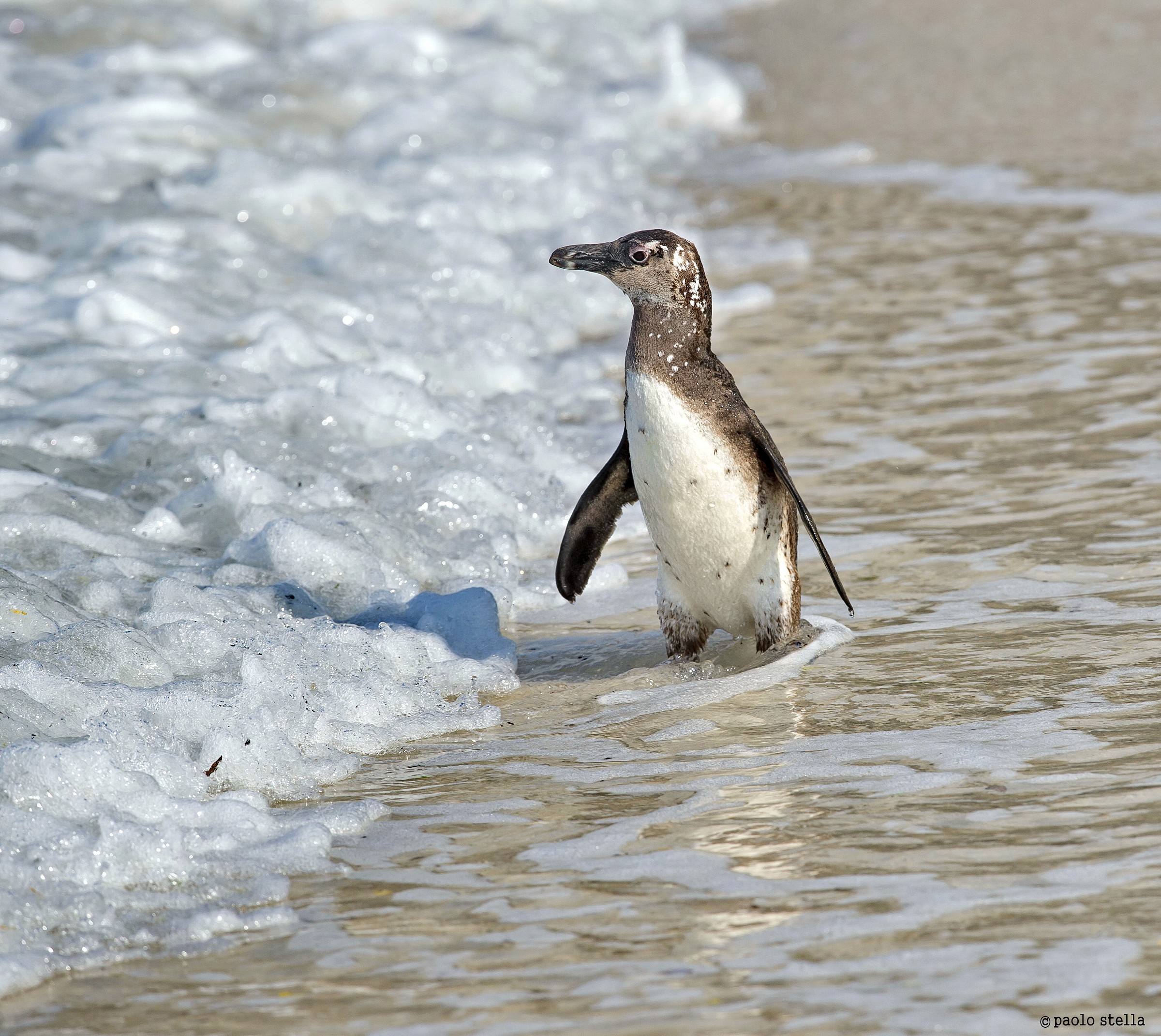 Pinguino del Capo (Spheniscus demersus)...