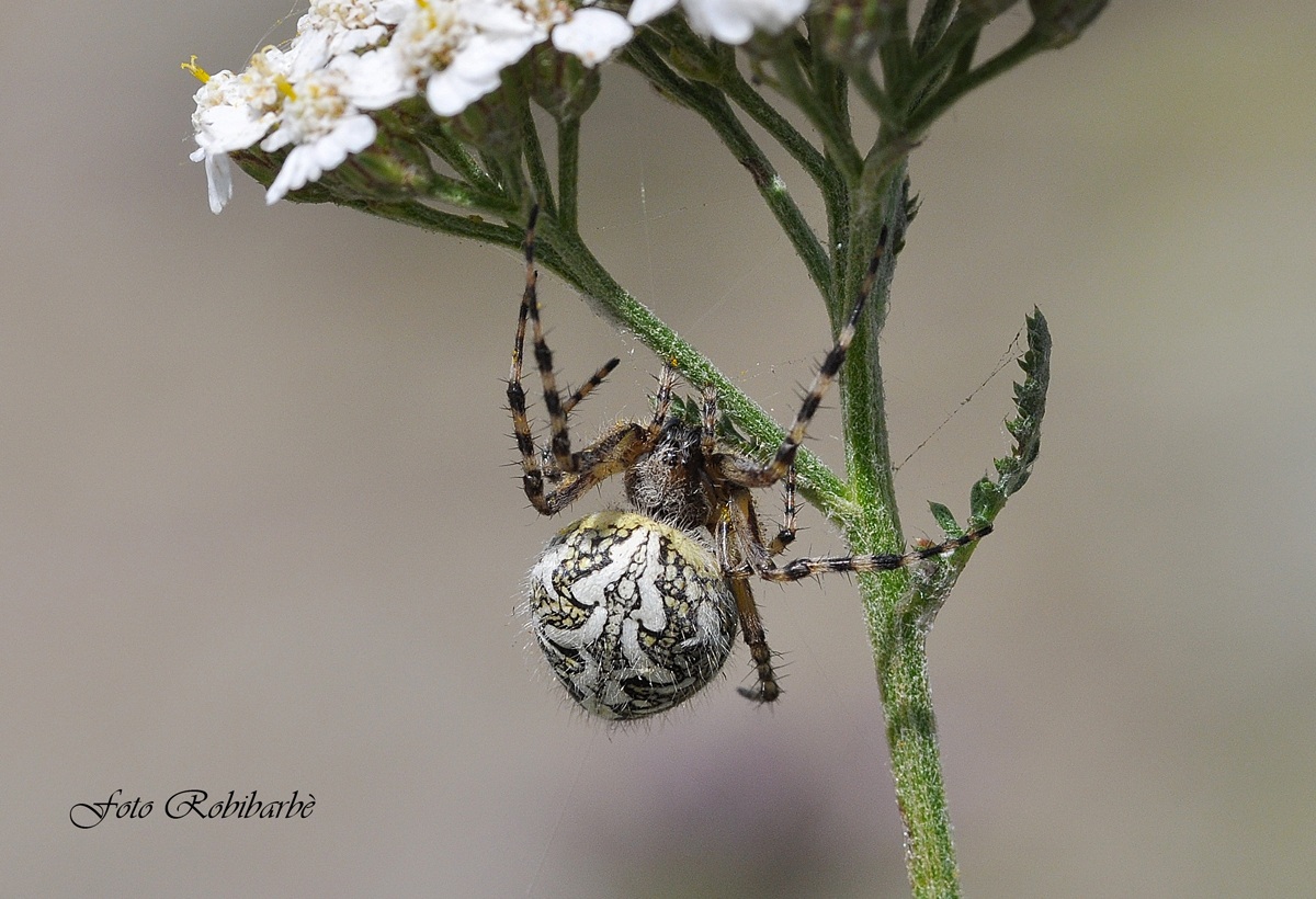 Tessendo sull'achillea......