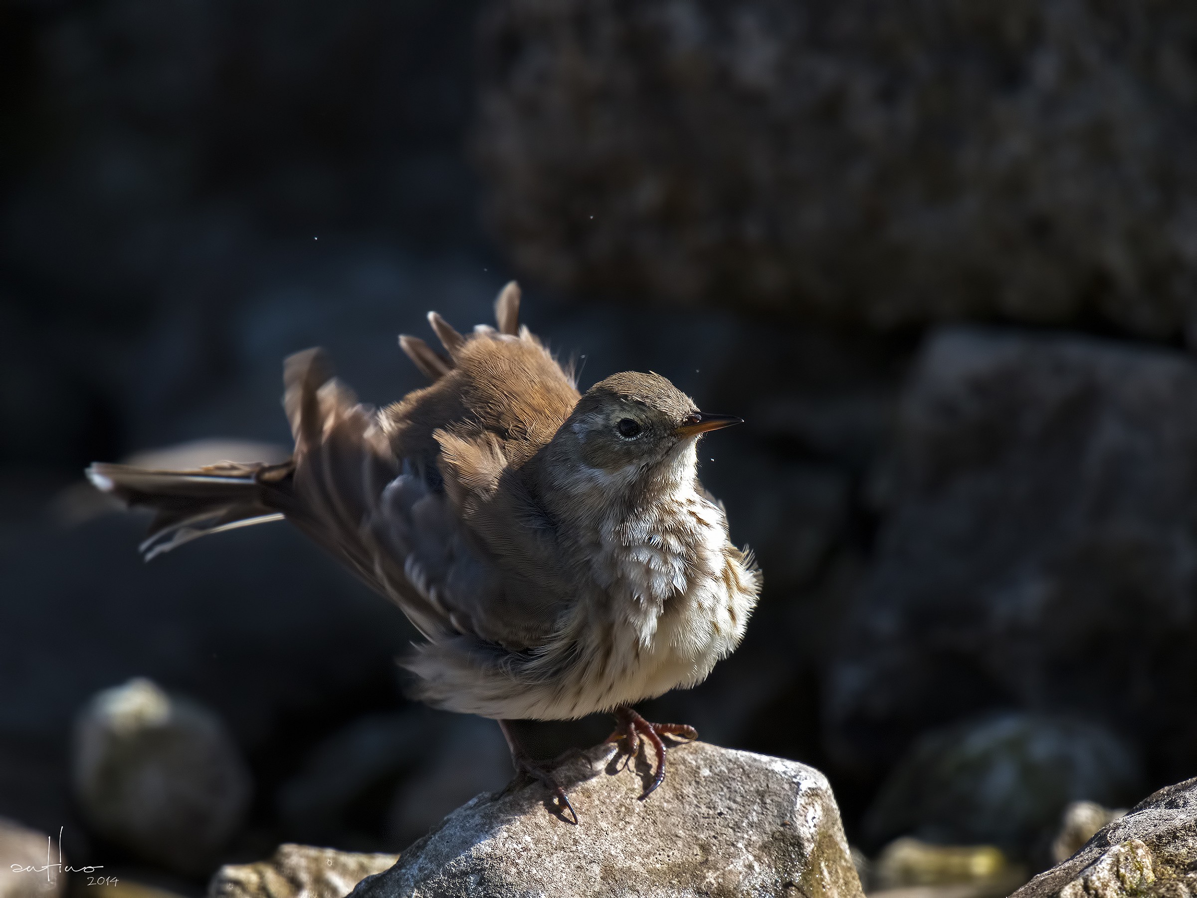 Water Pipit in the sun...