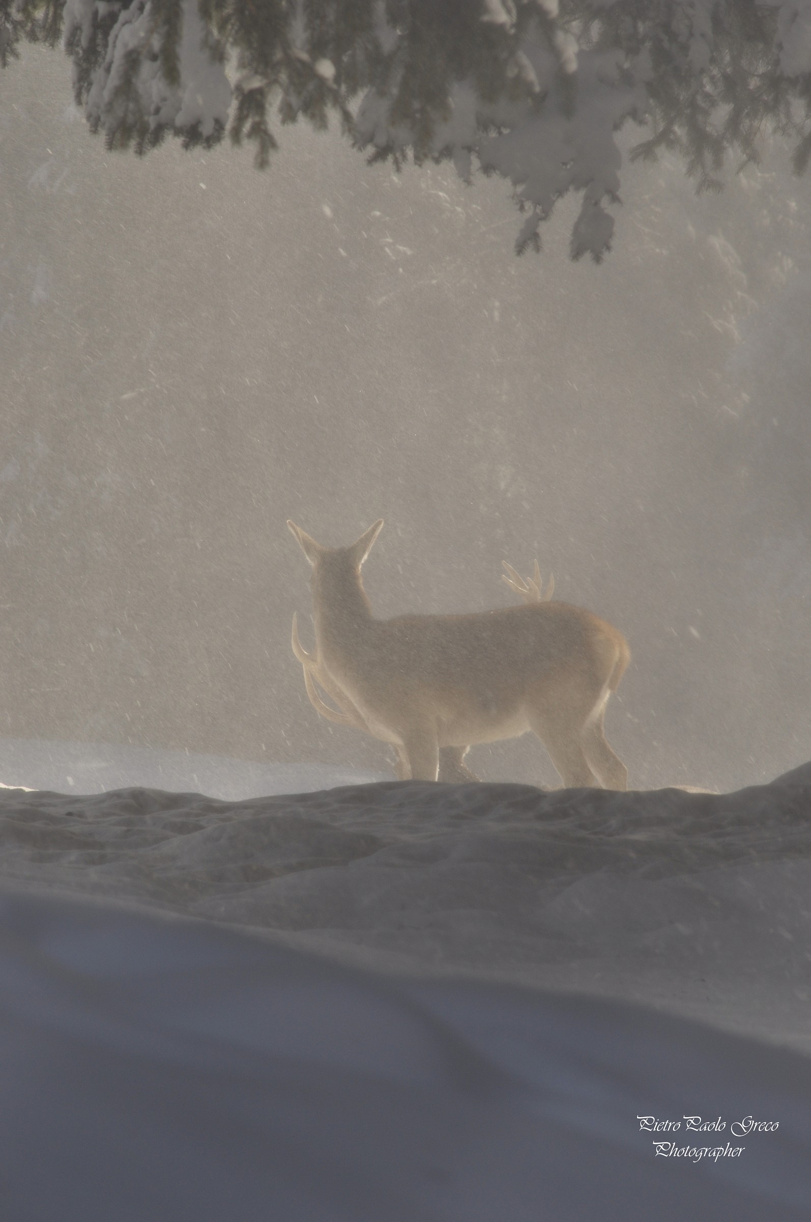 Deer...