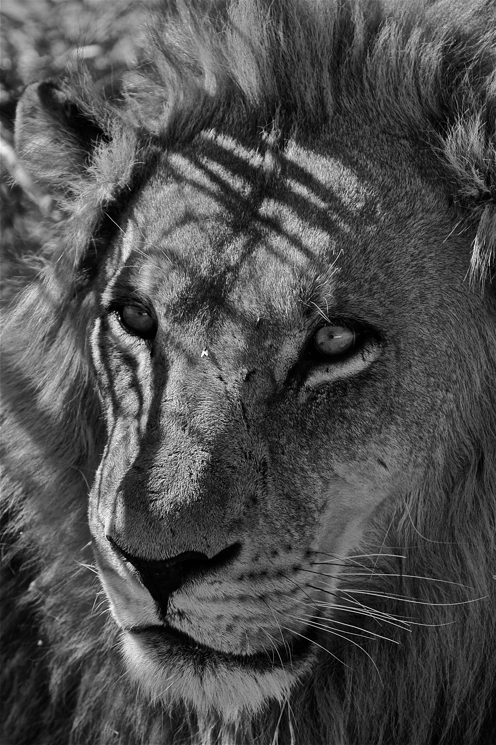 Face to face...