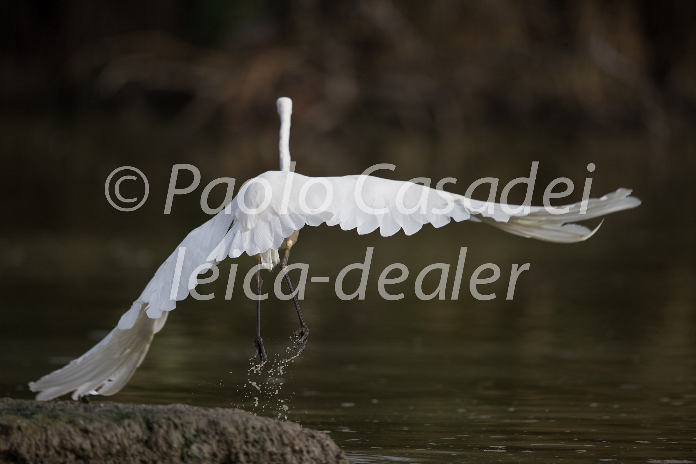 Great White Egret...