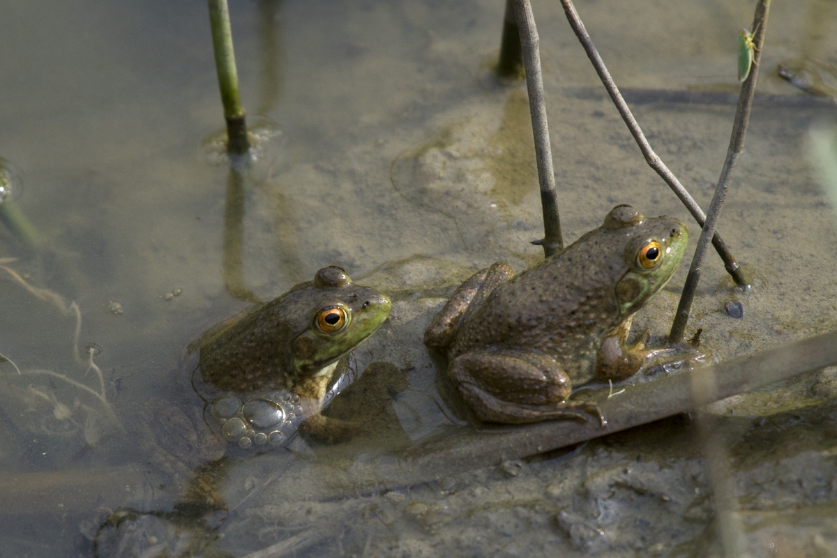couple of young bullfrogs...