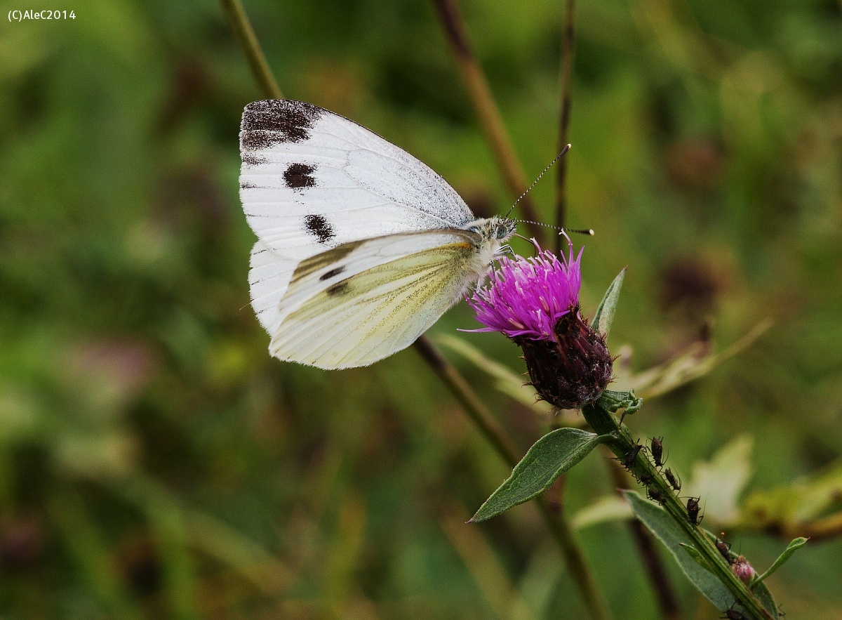 Pieris rapae...