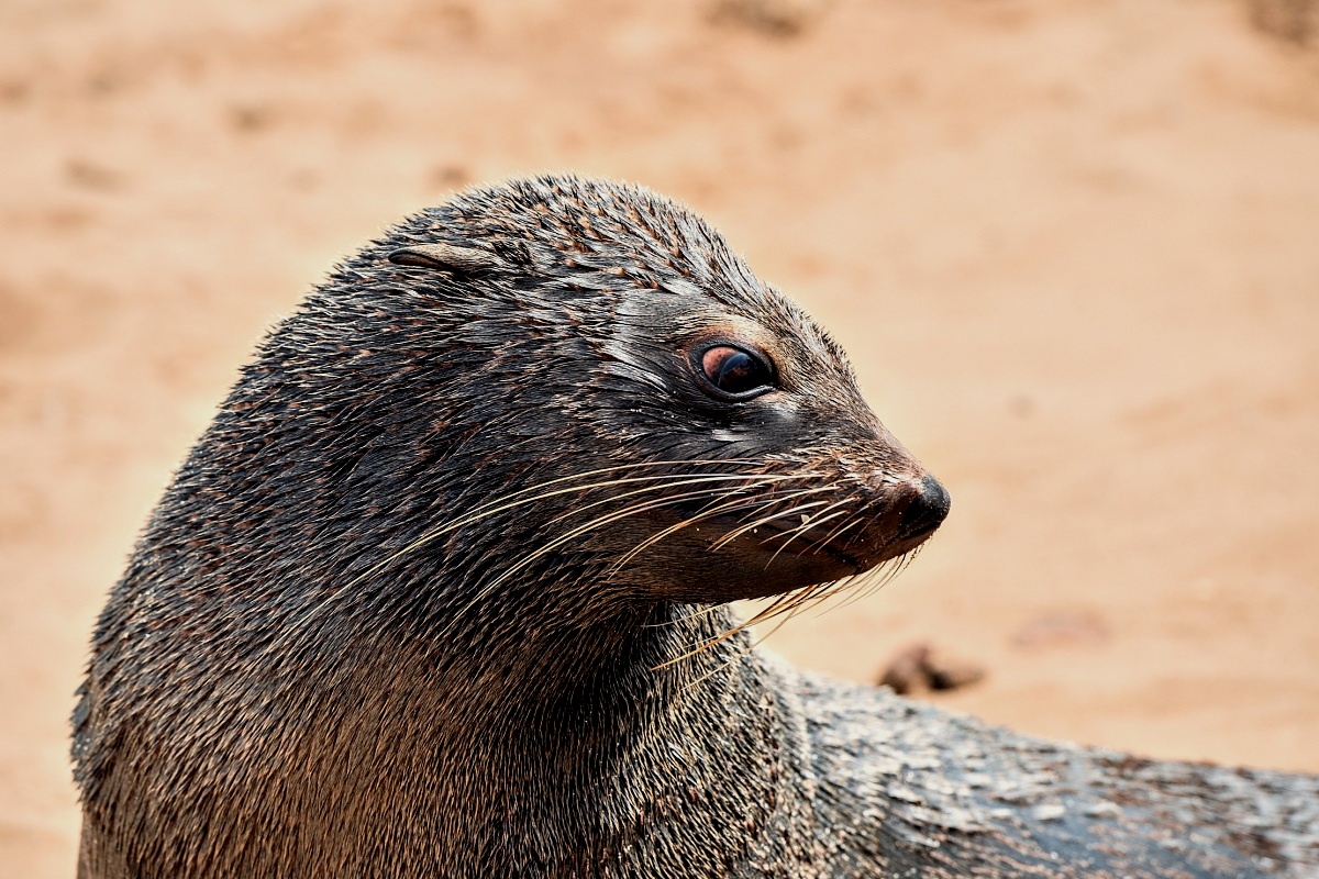 Skeleton Coast - Cape Fur Seals...