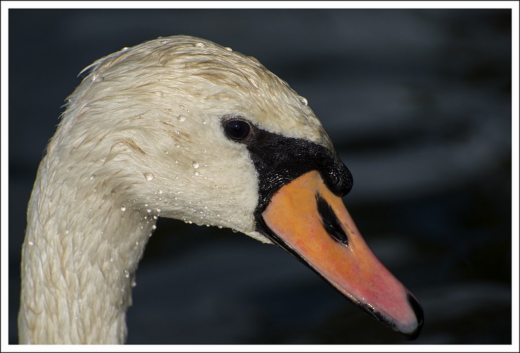 The eye of the swan...