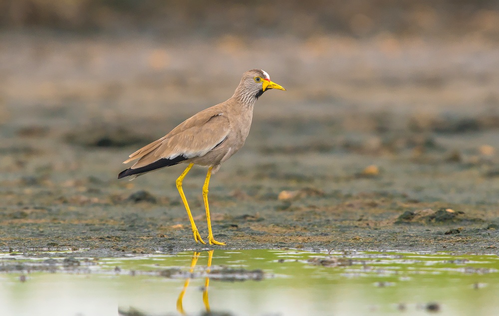 african wattled lapwing...