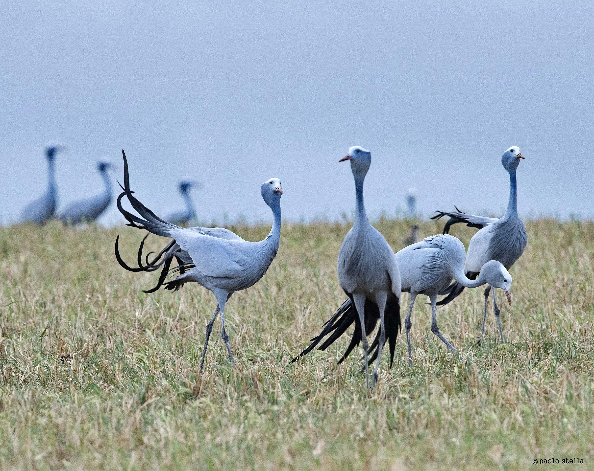 Blue Cranes - 3...