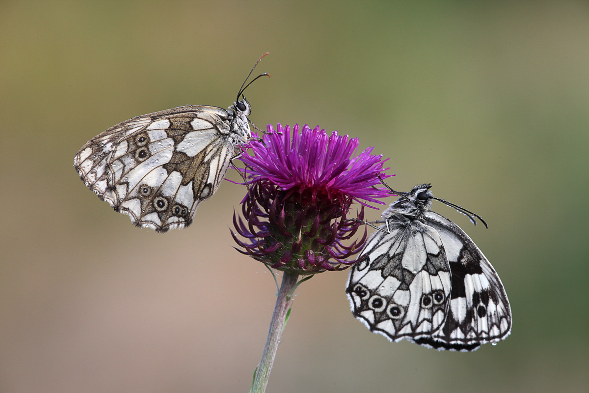 Melanargia galathea...