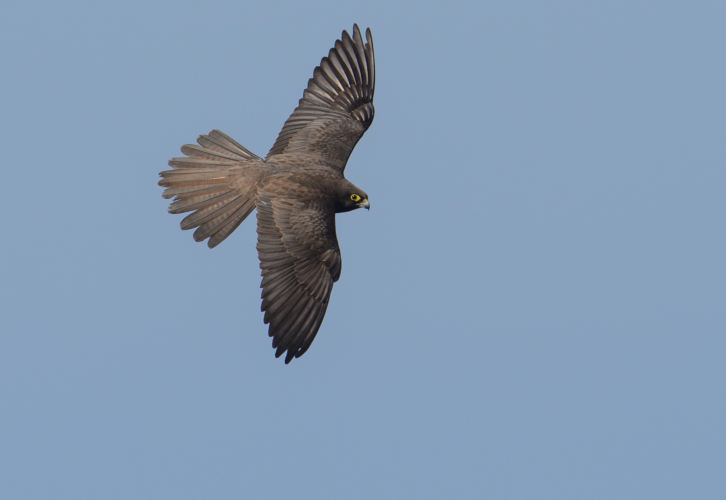 Eleonora's falcon...