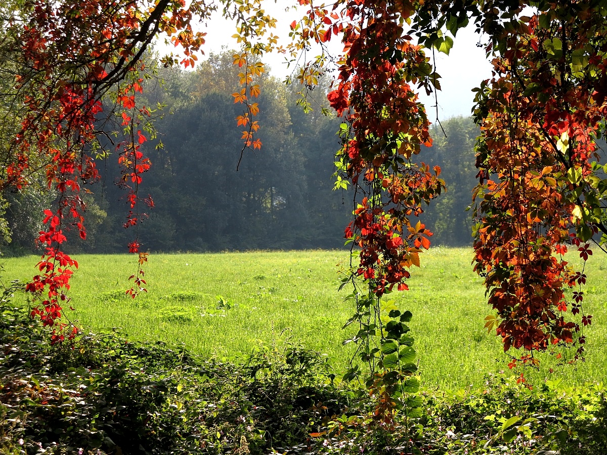 Adda, Virginia creeper in autumn...