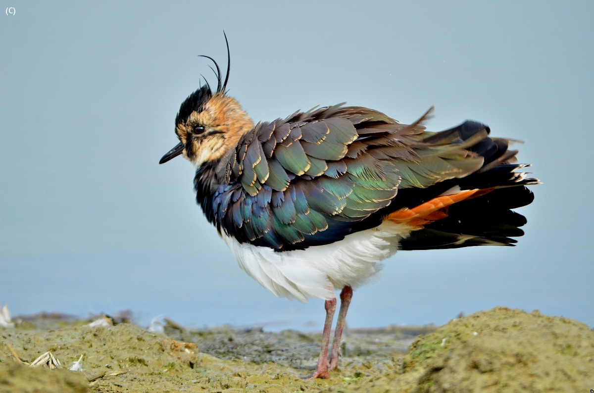 the beauty of the colors of the lapwing...