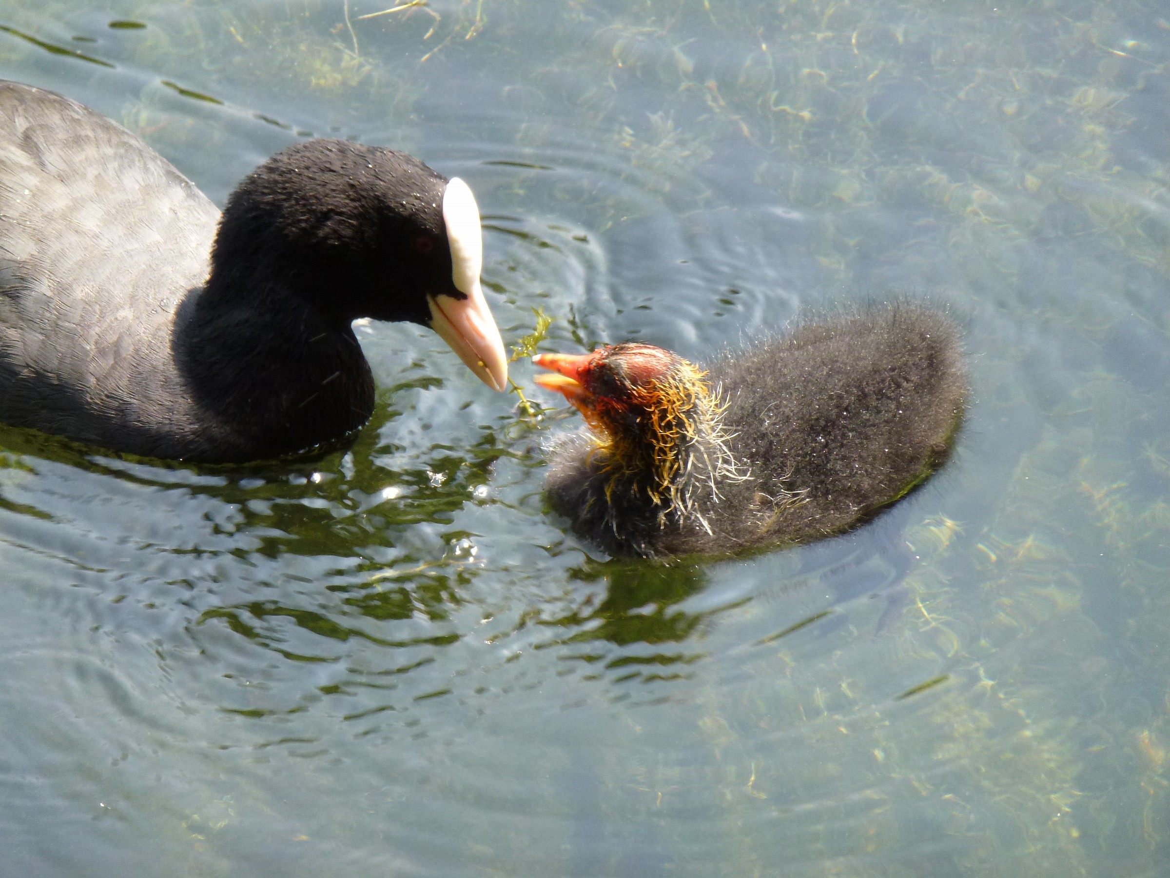 Coots: love of mother...