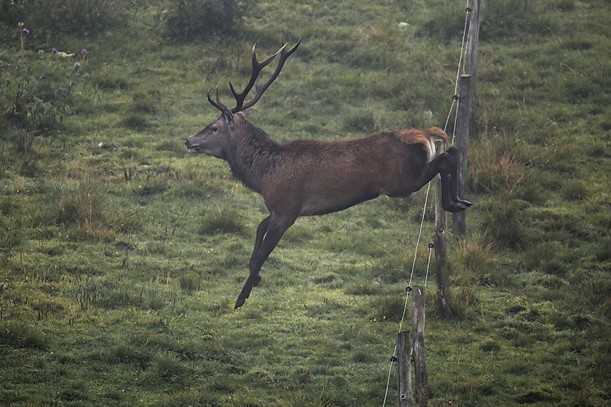 Deer in jump...