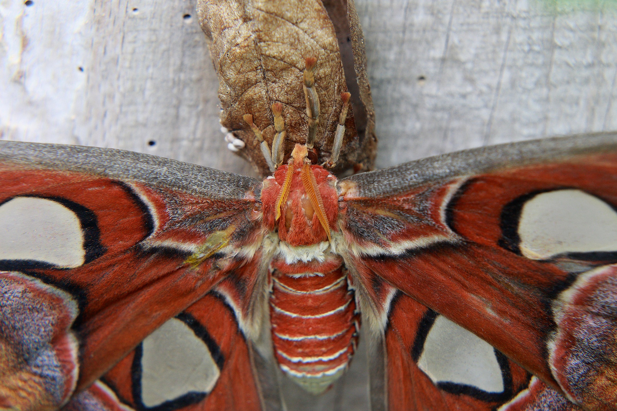 Giant Moth...