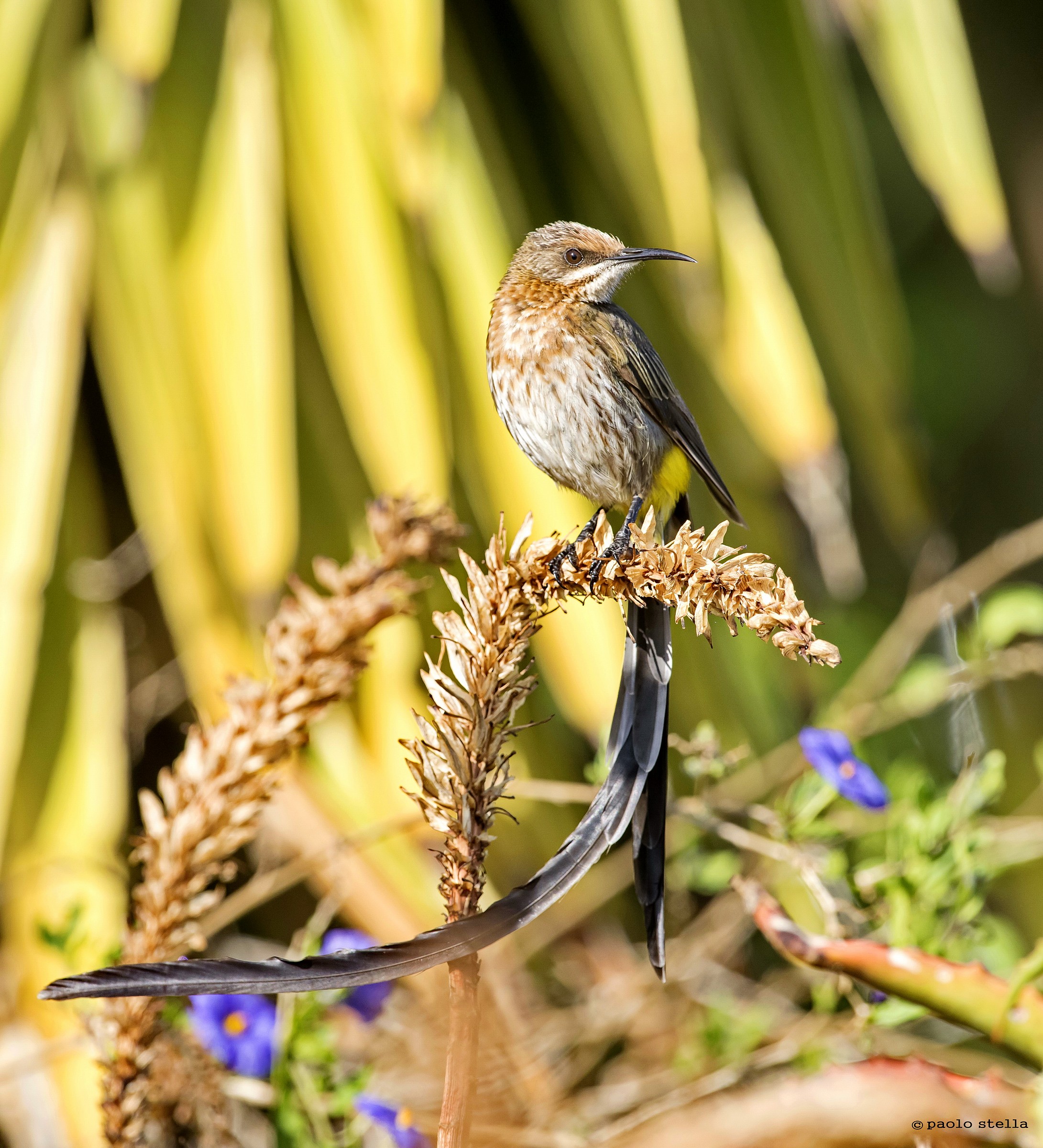 Cape Sugarbird M (Promerops cafer)...