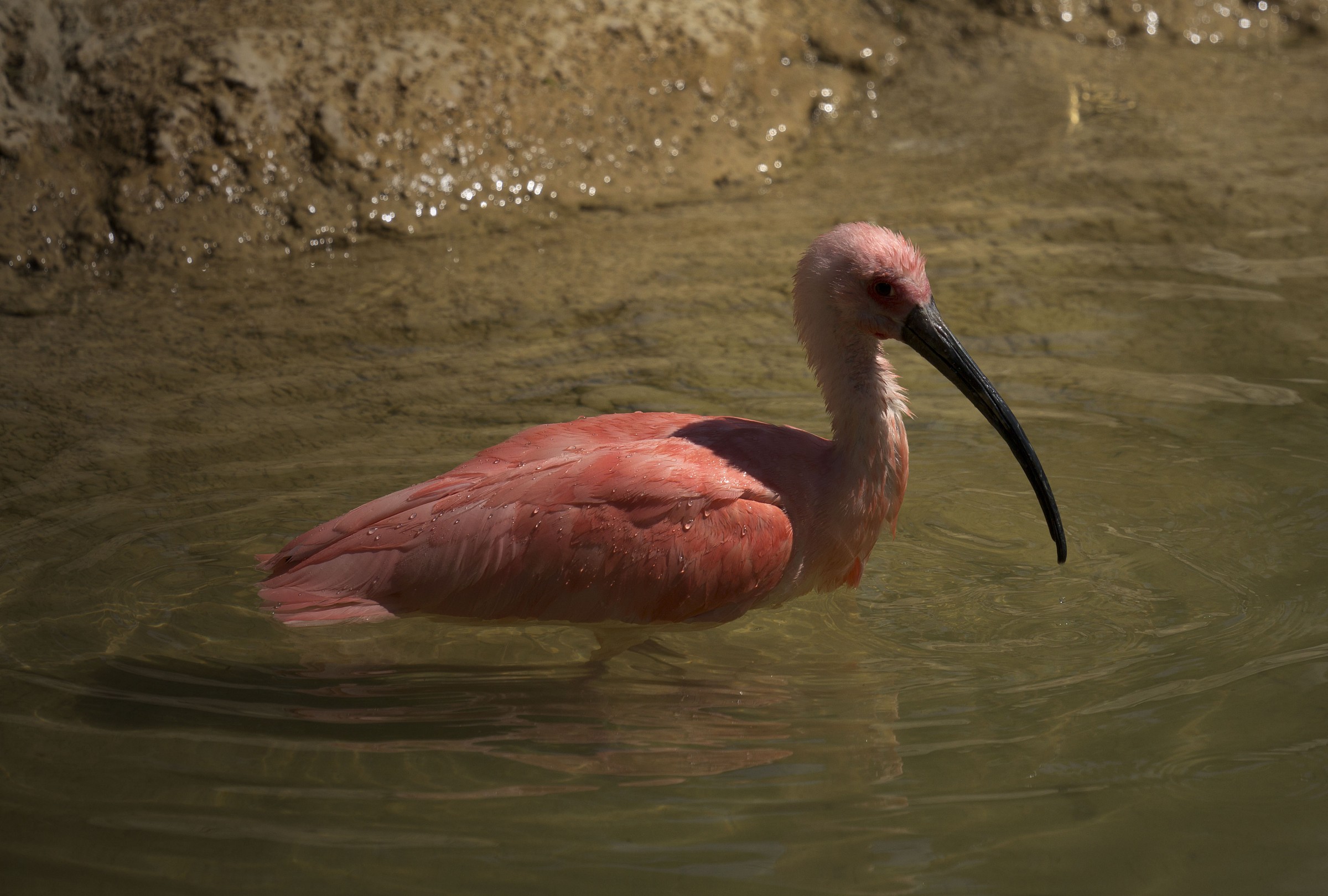 Pink at pond...