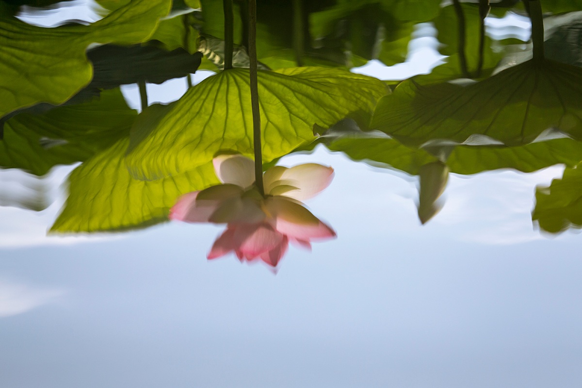 Lotus flowers (reflections)...