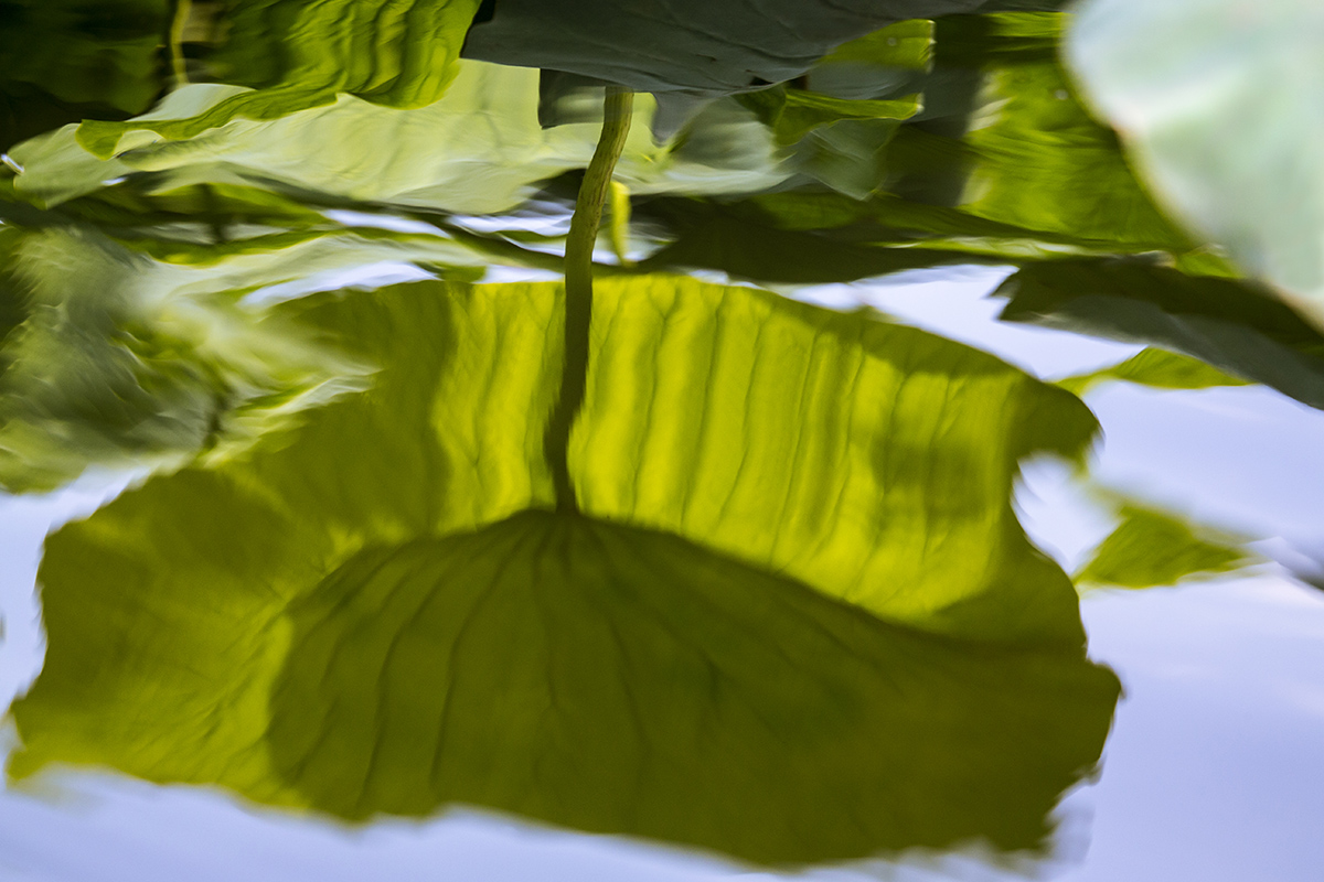 foglioni of lotus flowers (reflections)...
