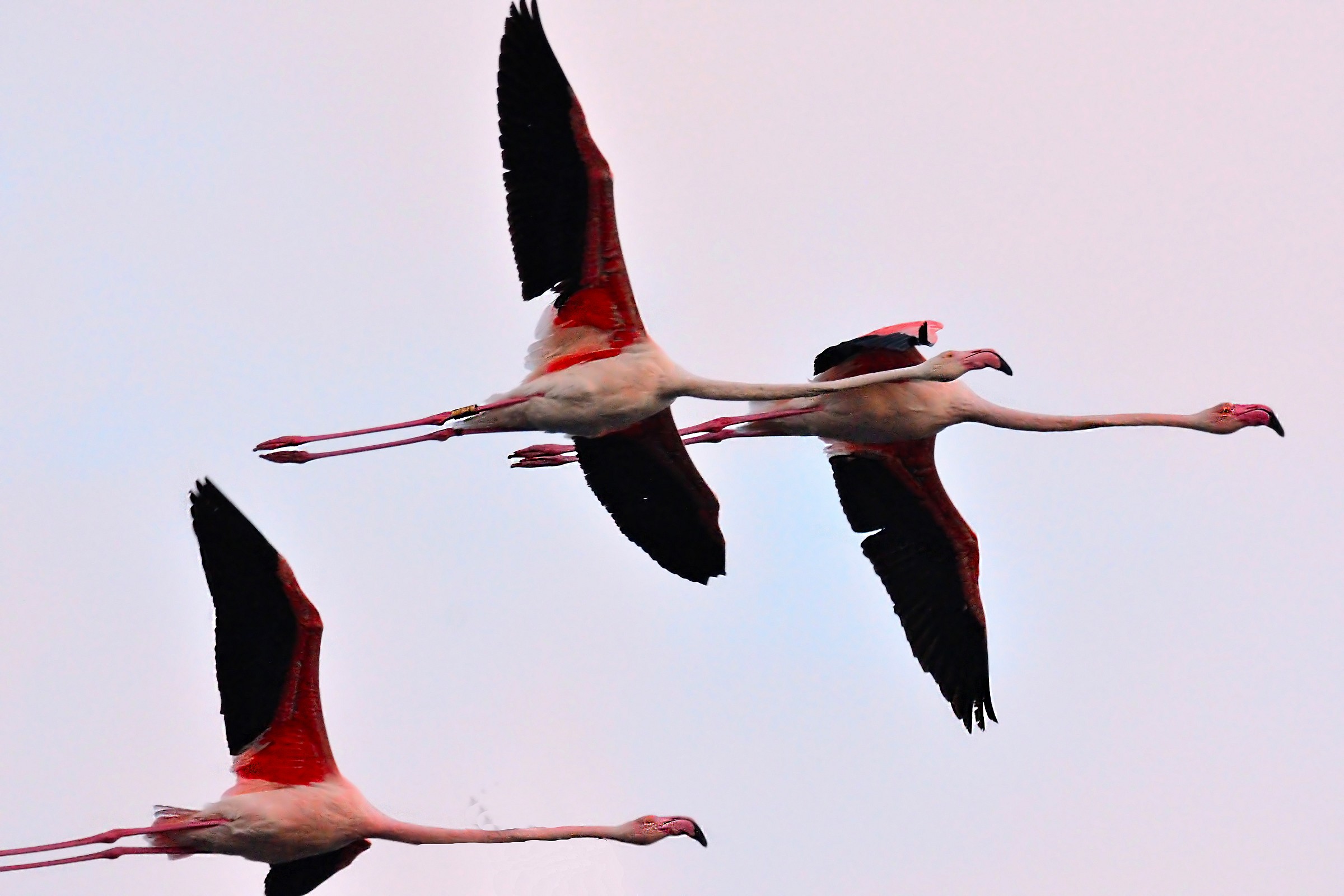 Pink Flamingos...