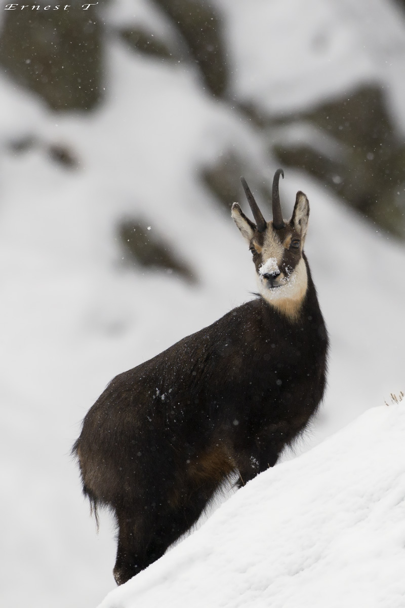 Chamois...