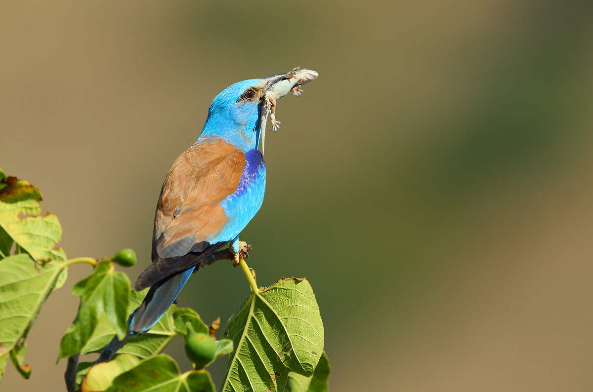 European Roller...