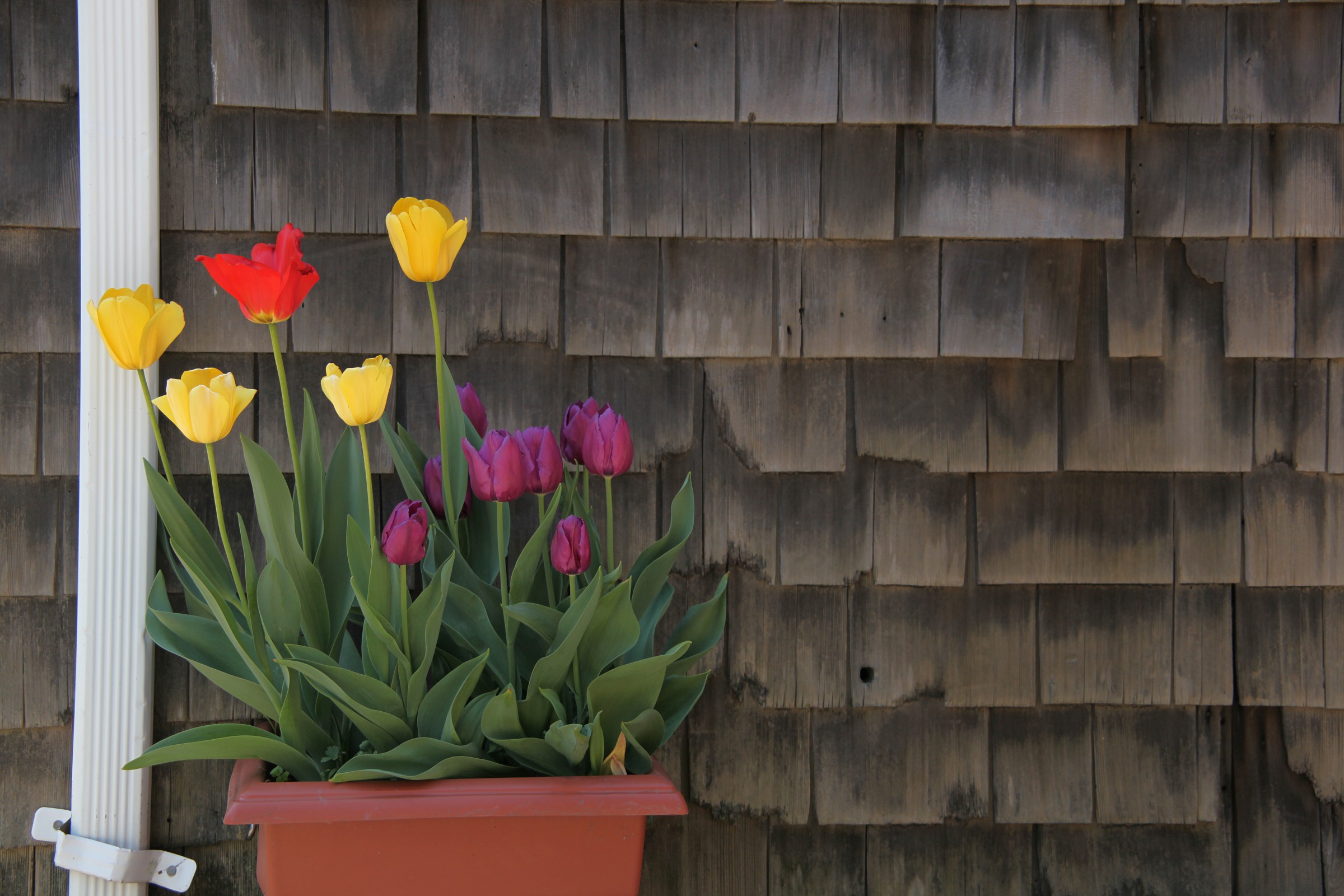 Tulips RockPort (Boston)...