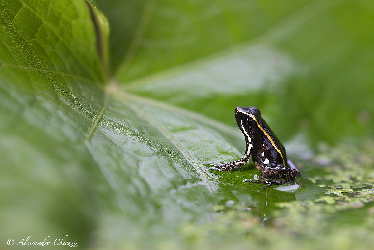 Lovely poison frog...