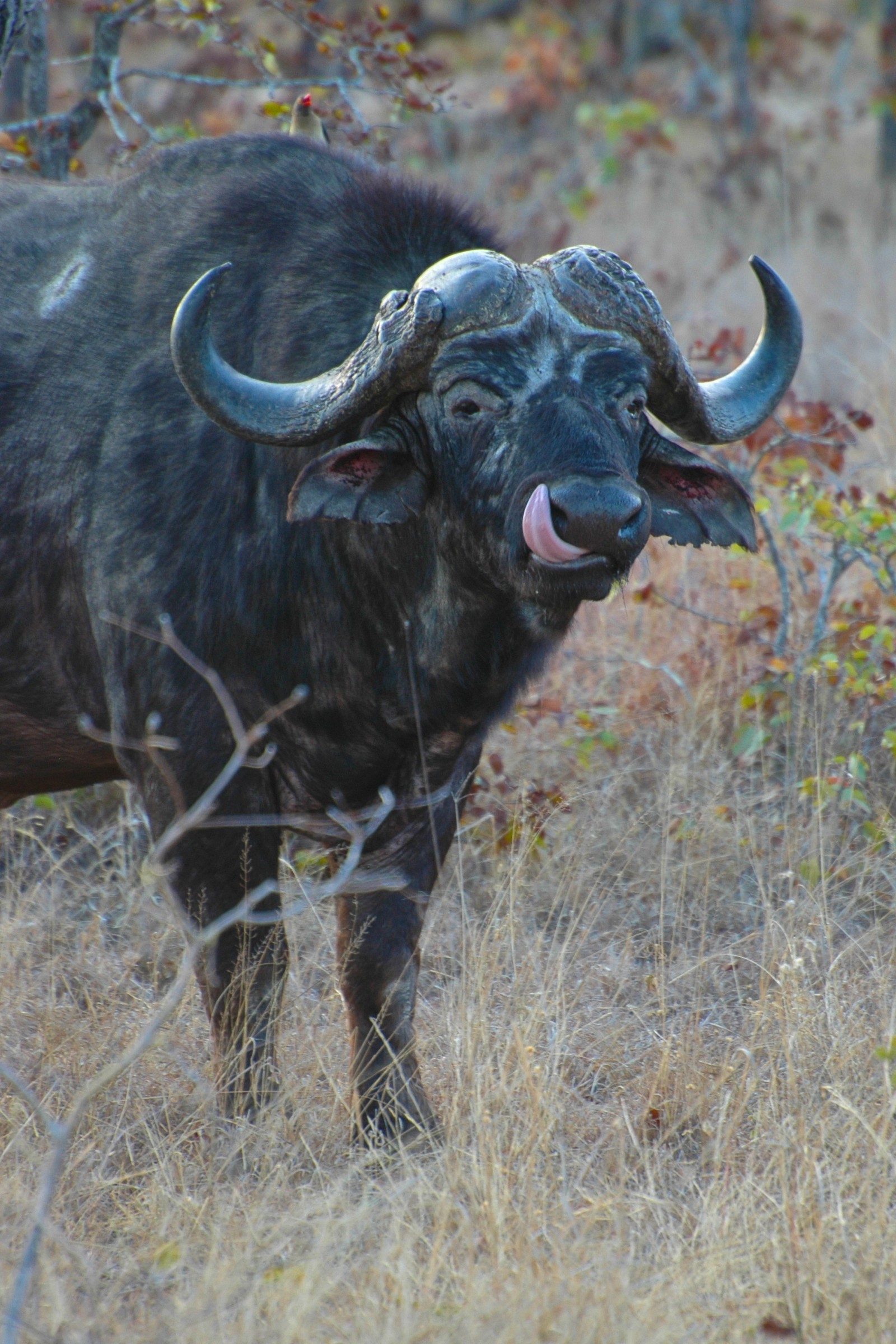 Bufalo, Sudafrica...