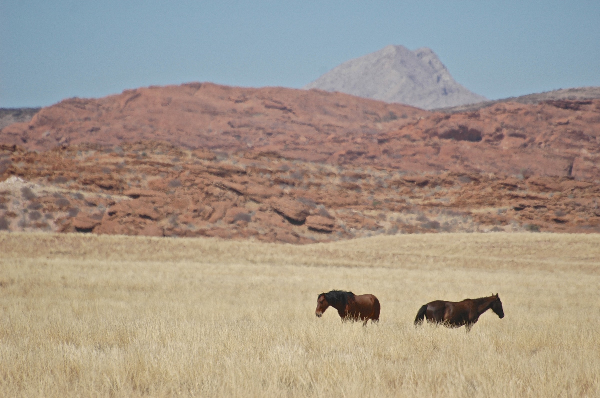 wild horses Namibia...