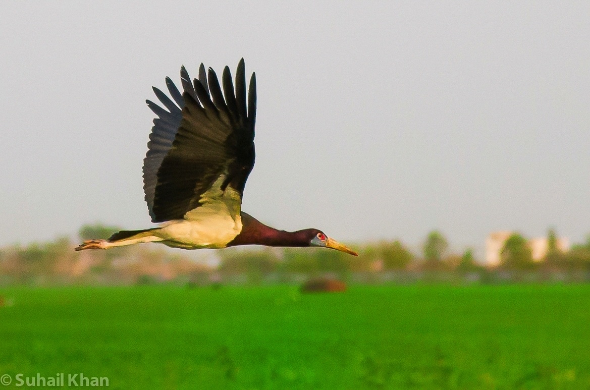 Flying Abdim's Stork (Ciconia abdimii) Africa....