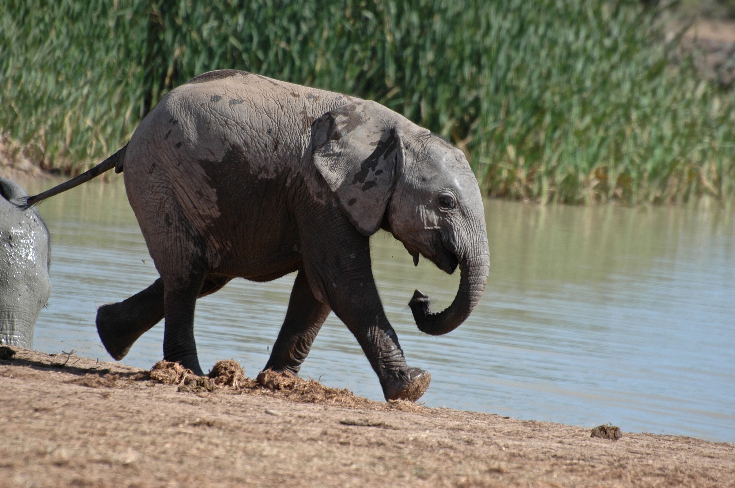 elephant south africa...