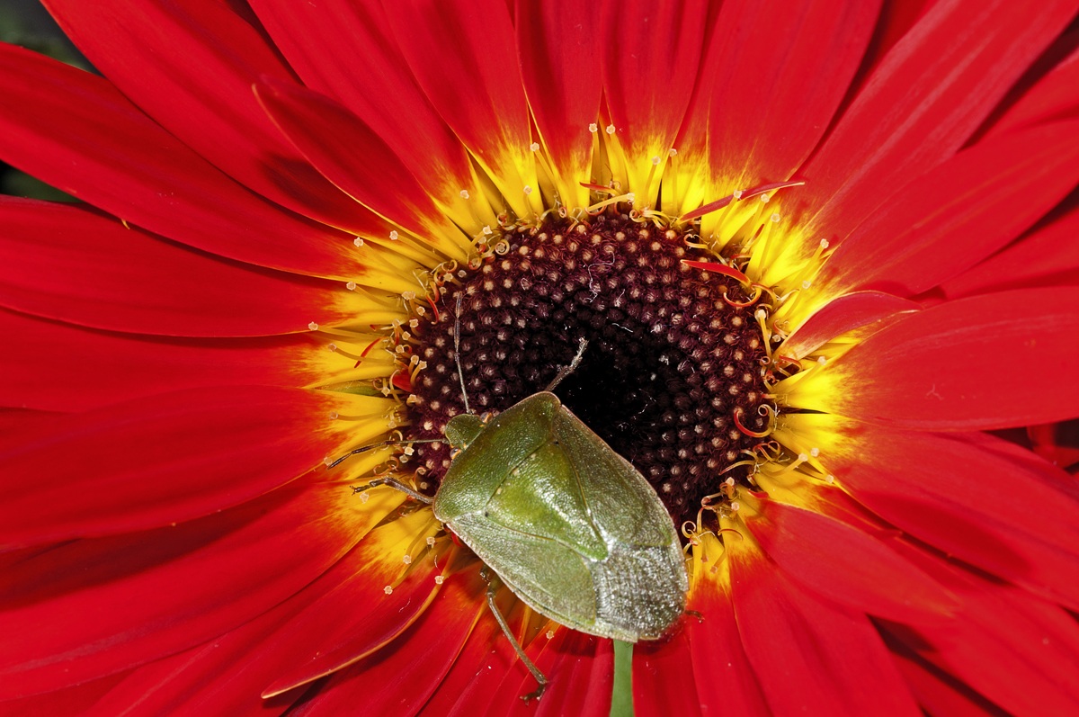 dahlia...