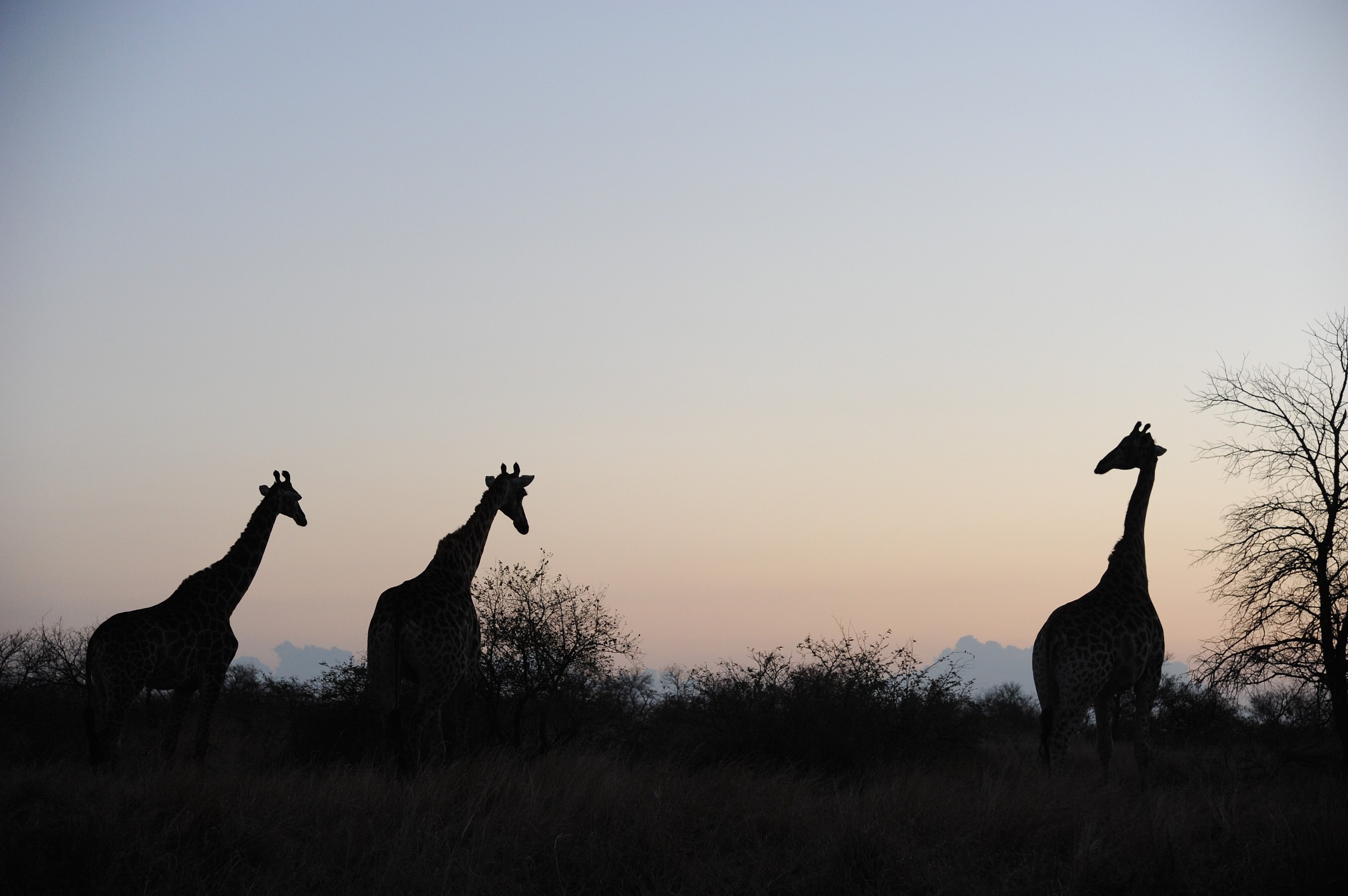 Giraffe, Sudafrica...