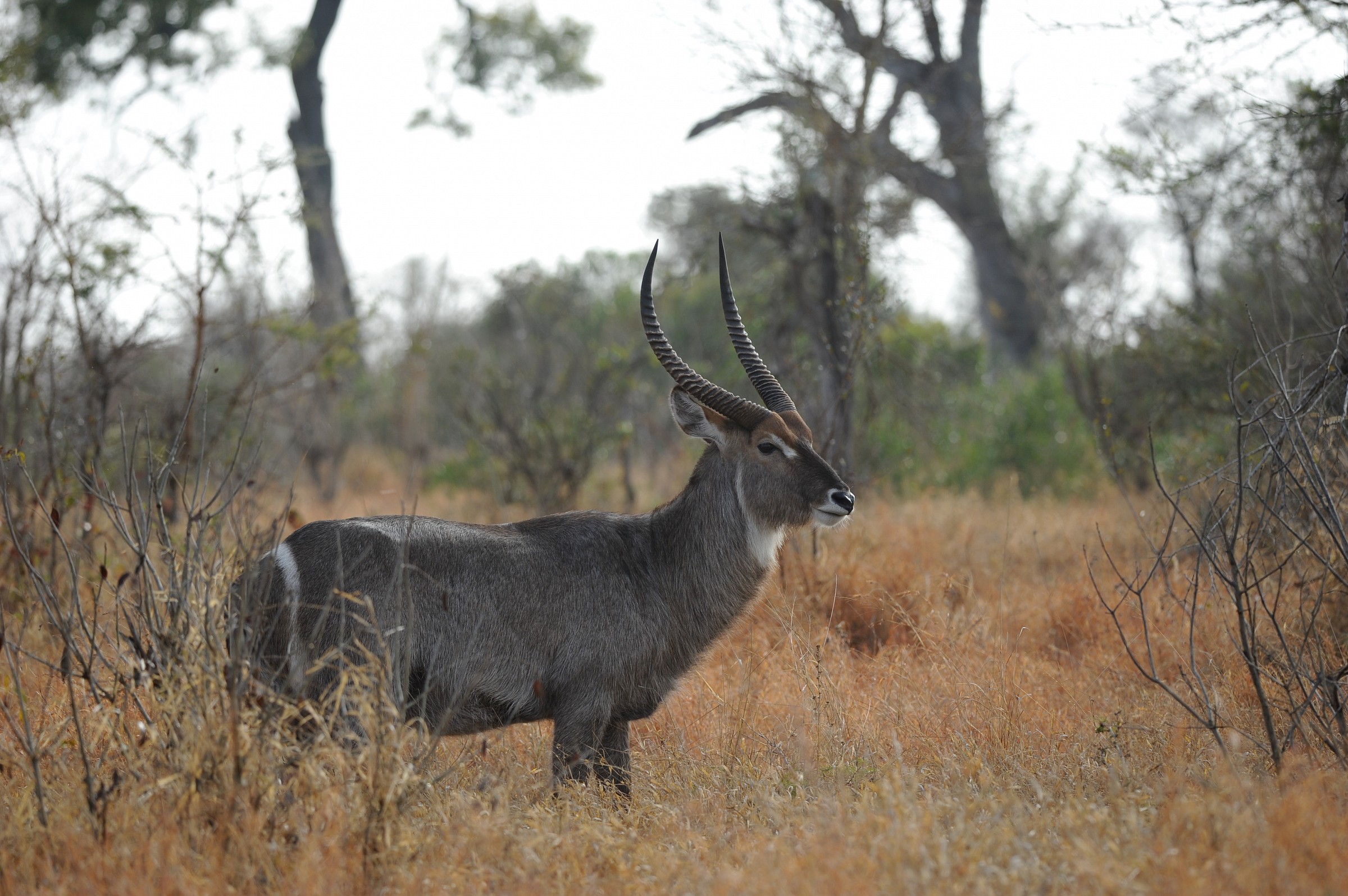 Antilope, Sudafrica...