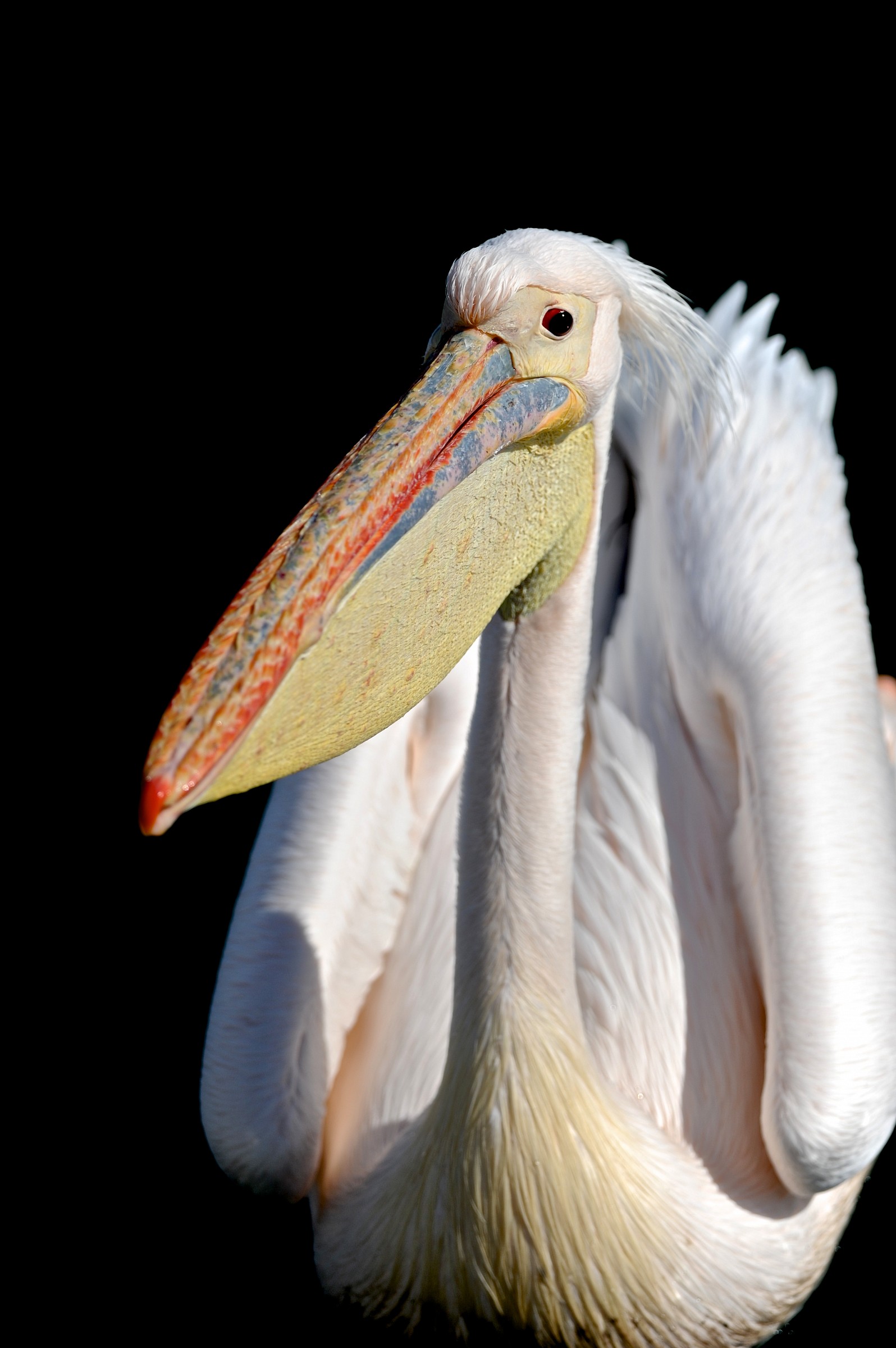 pelican Namibia...