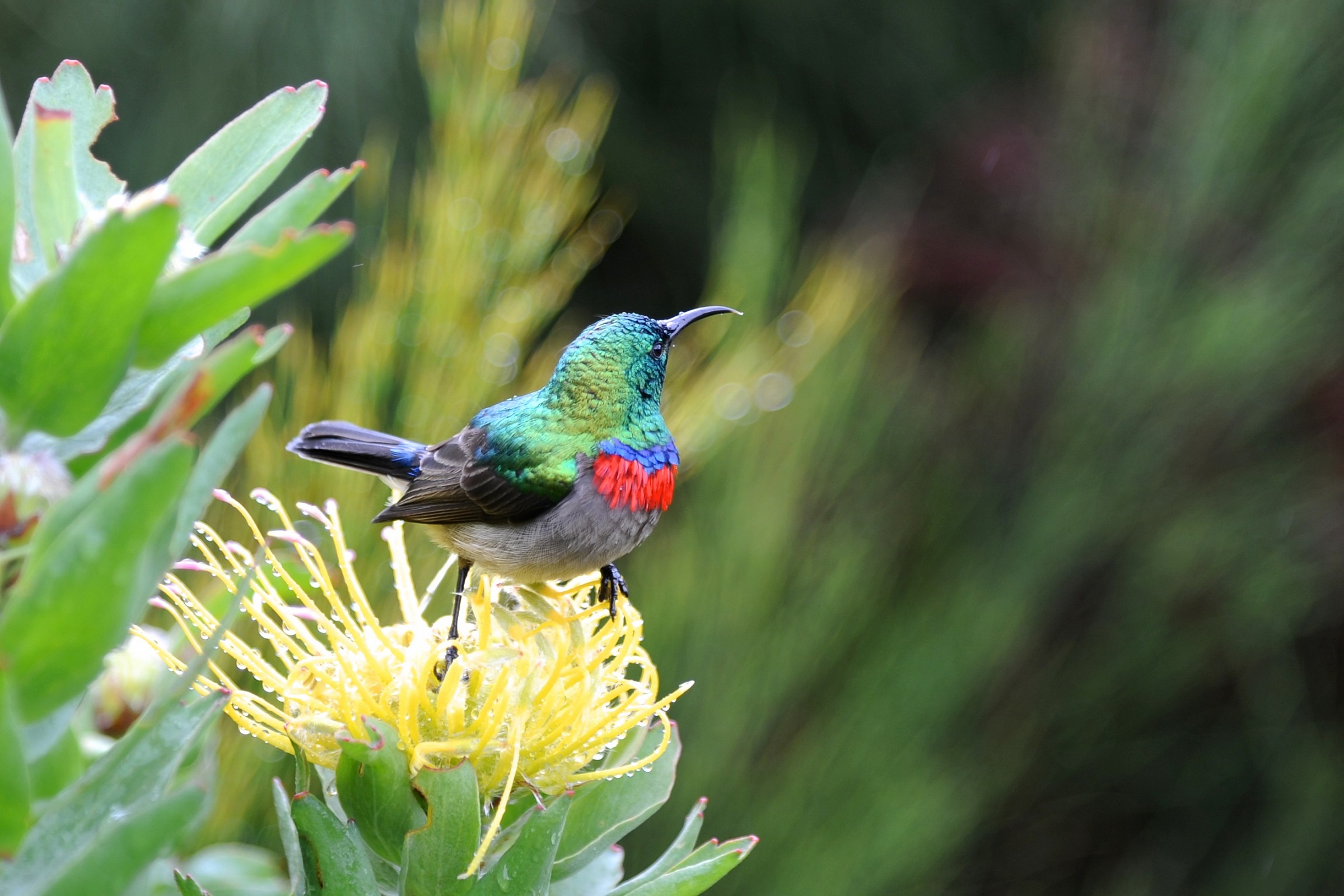 hummingbird south africa...
