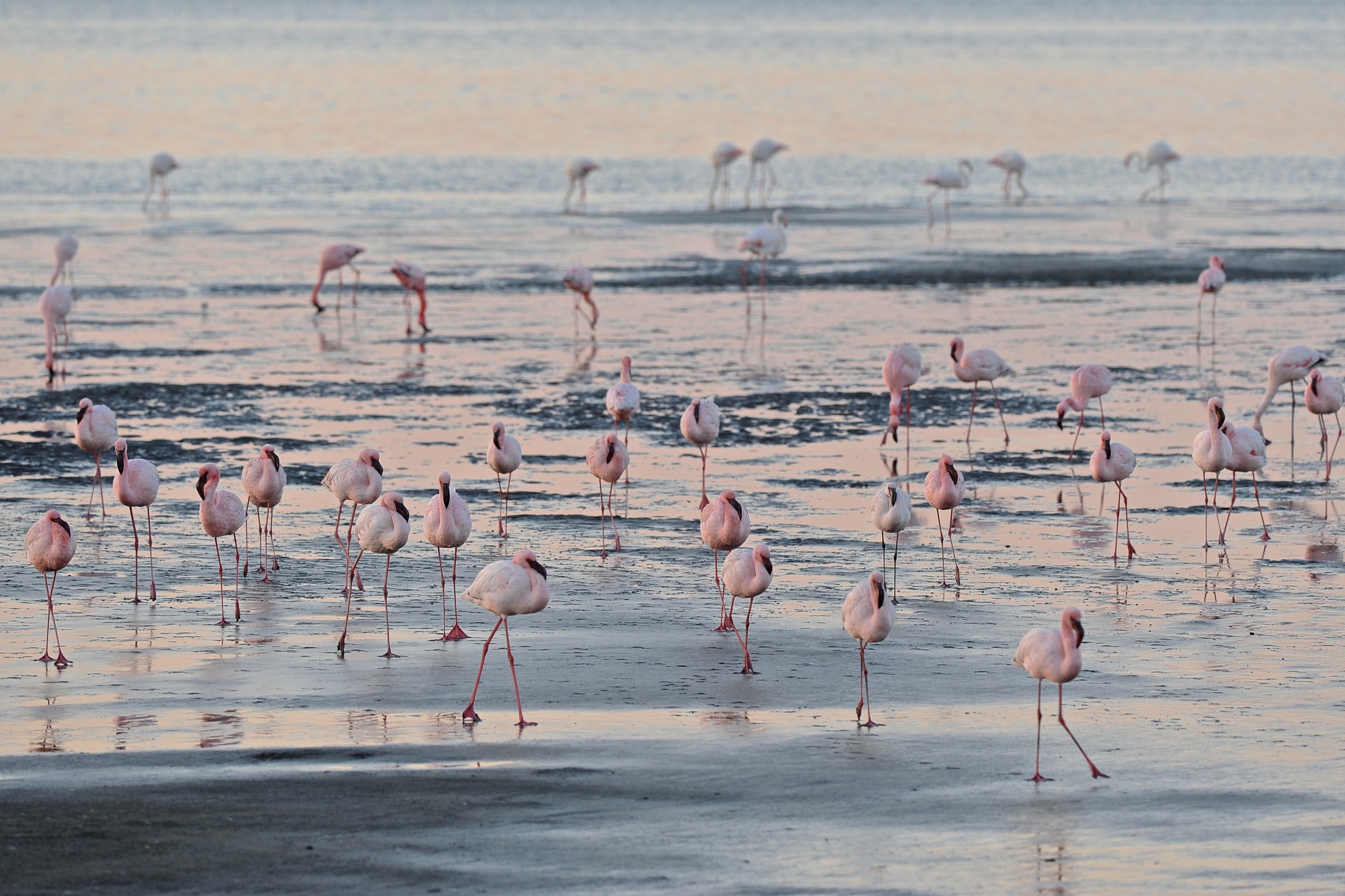 flamingos Namibia...