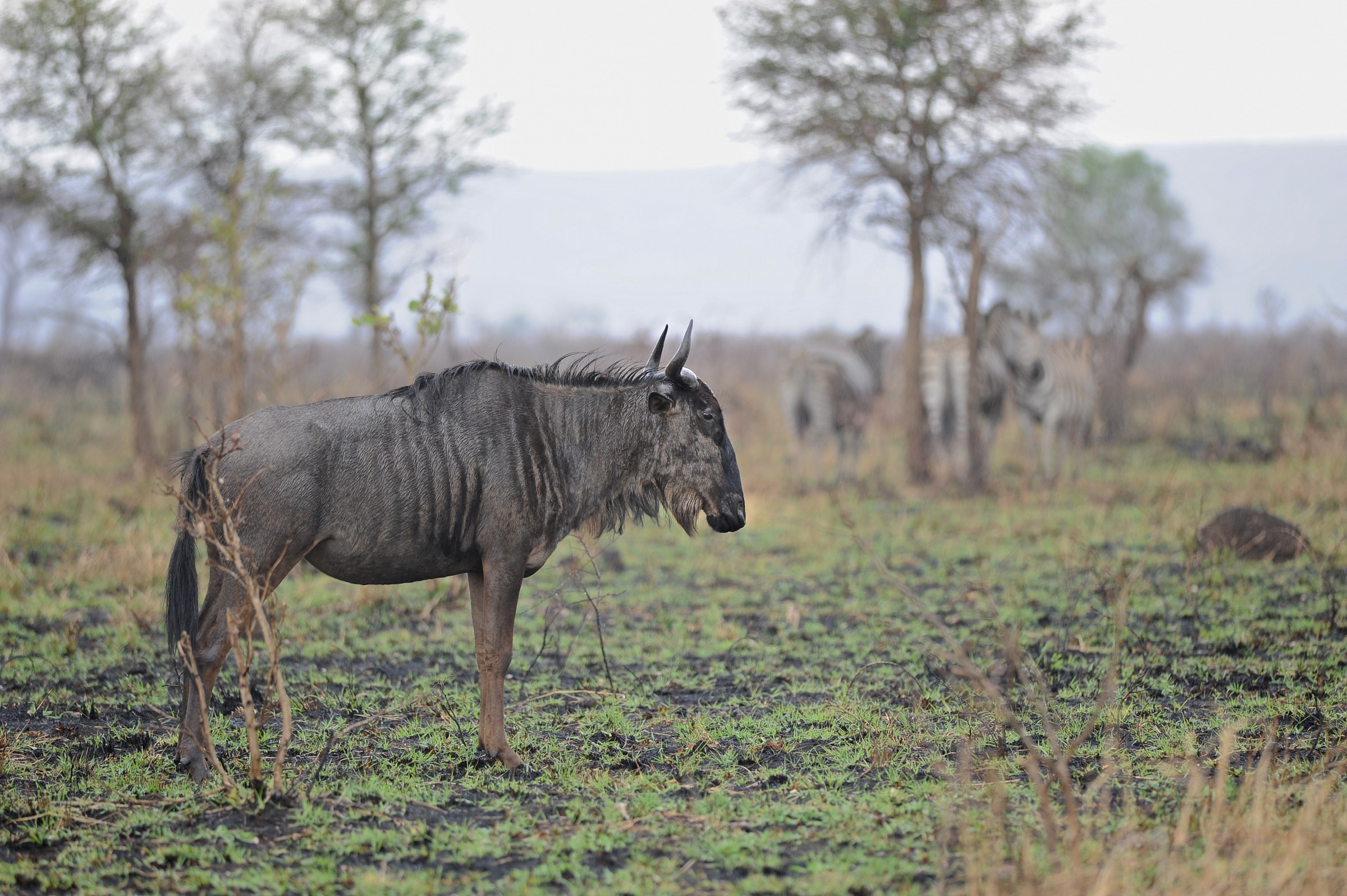 wildebeest and zebra south africa...