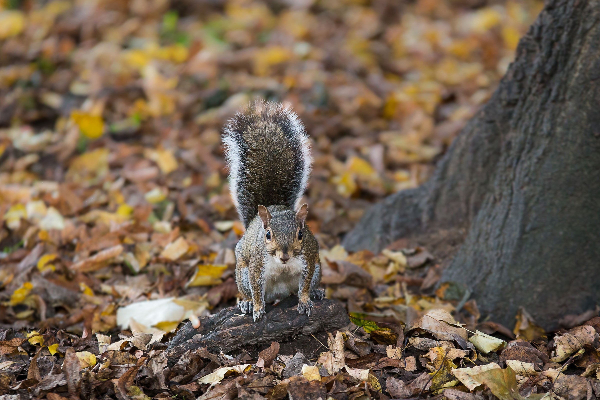 Squirrel in Autumn - Sciurus Caroli...