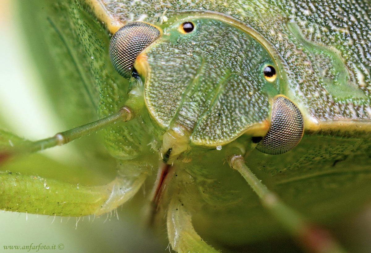 Portrait of green bug...