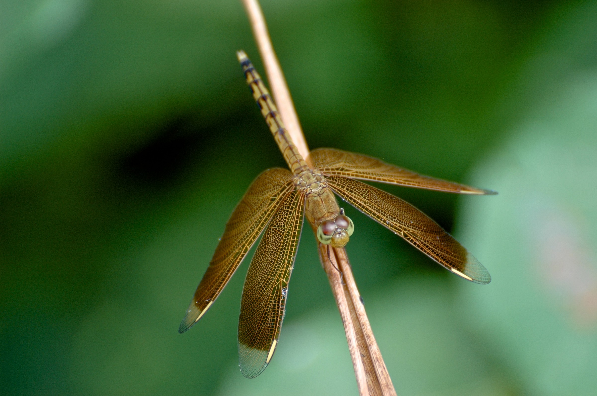 Dragonfly Bali...