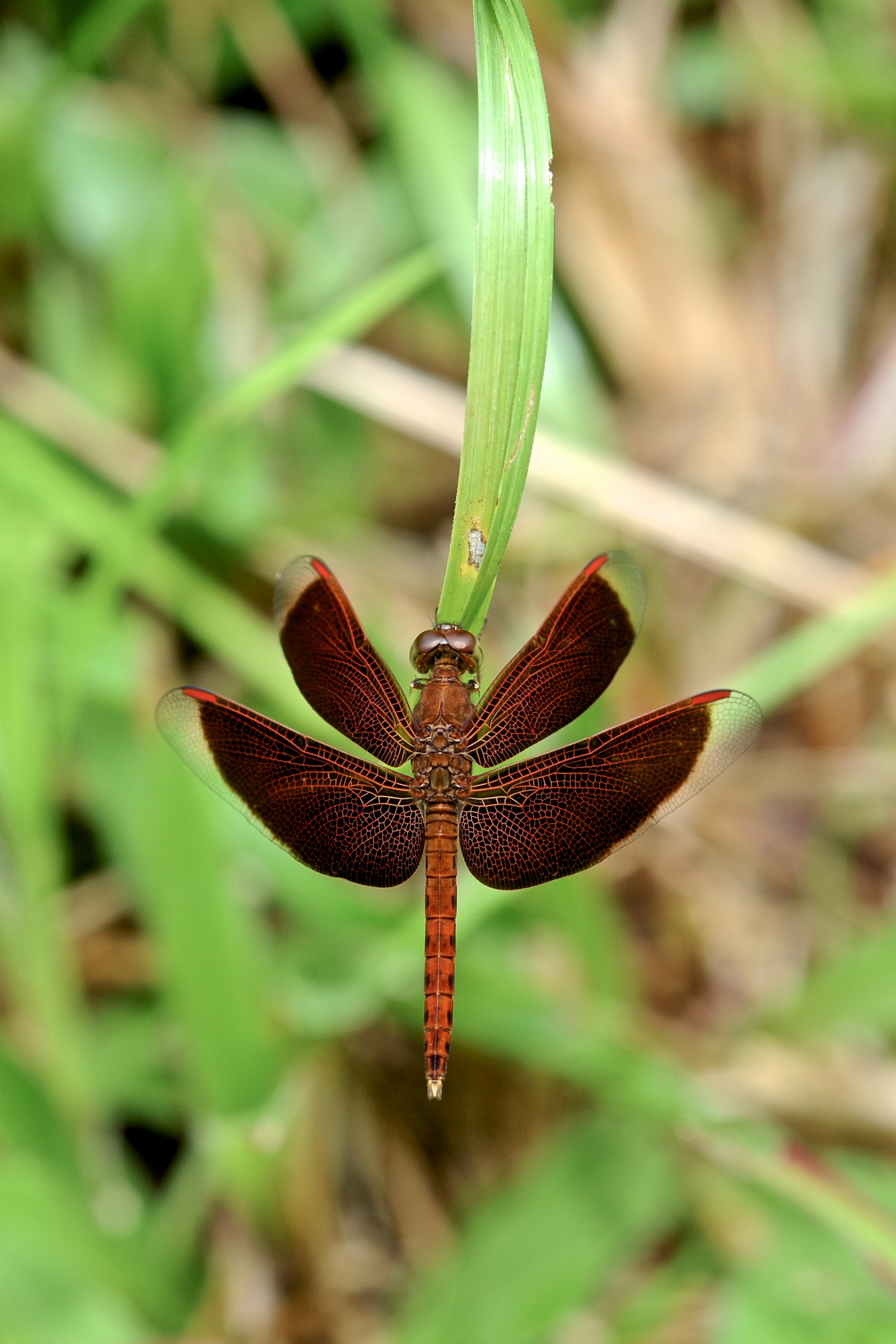 Dragonfly, Malaysian Borneo...