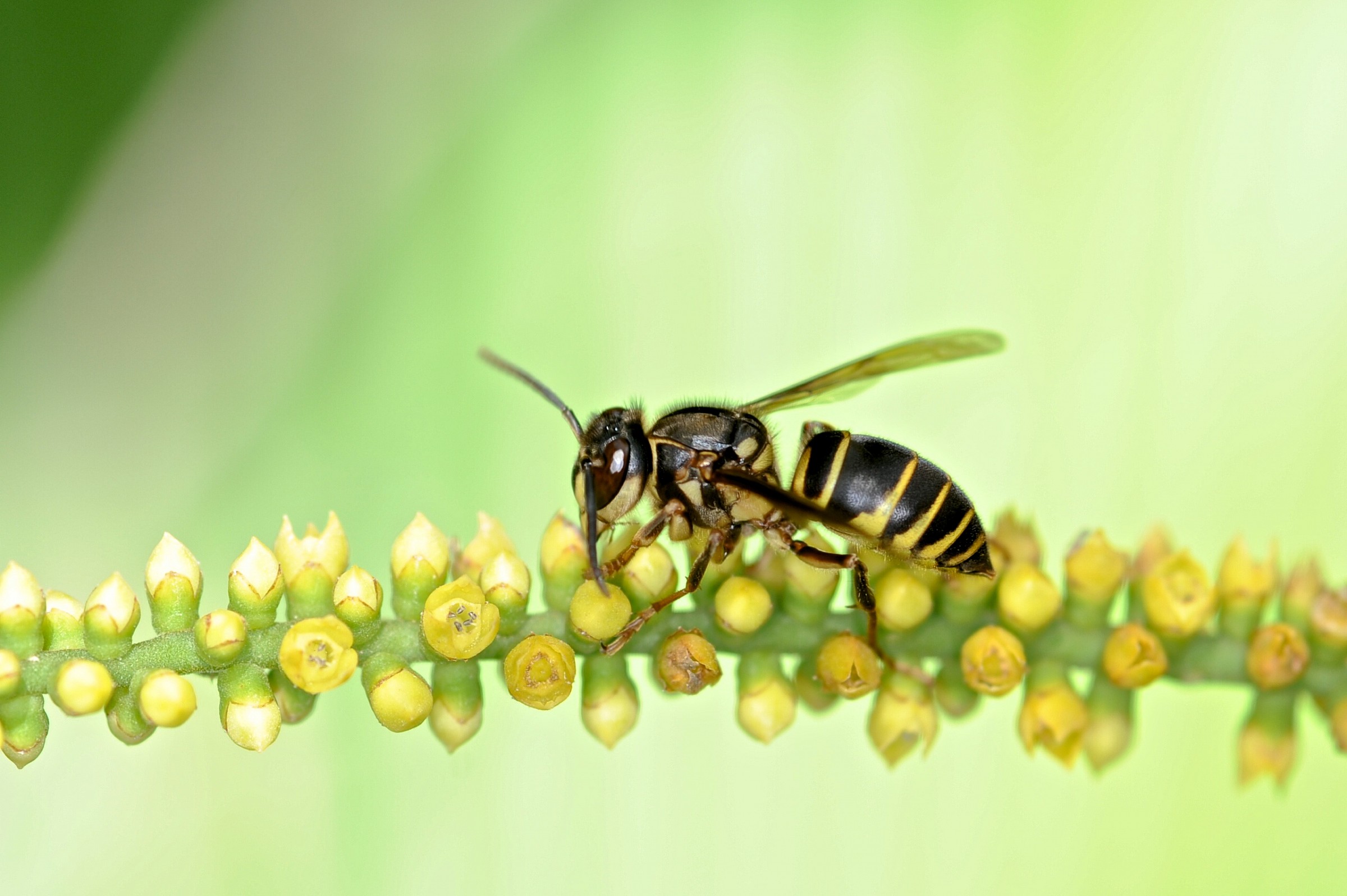 Bee, Malaysian Borneo...