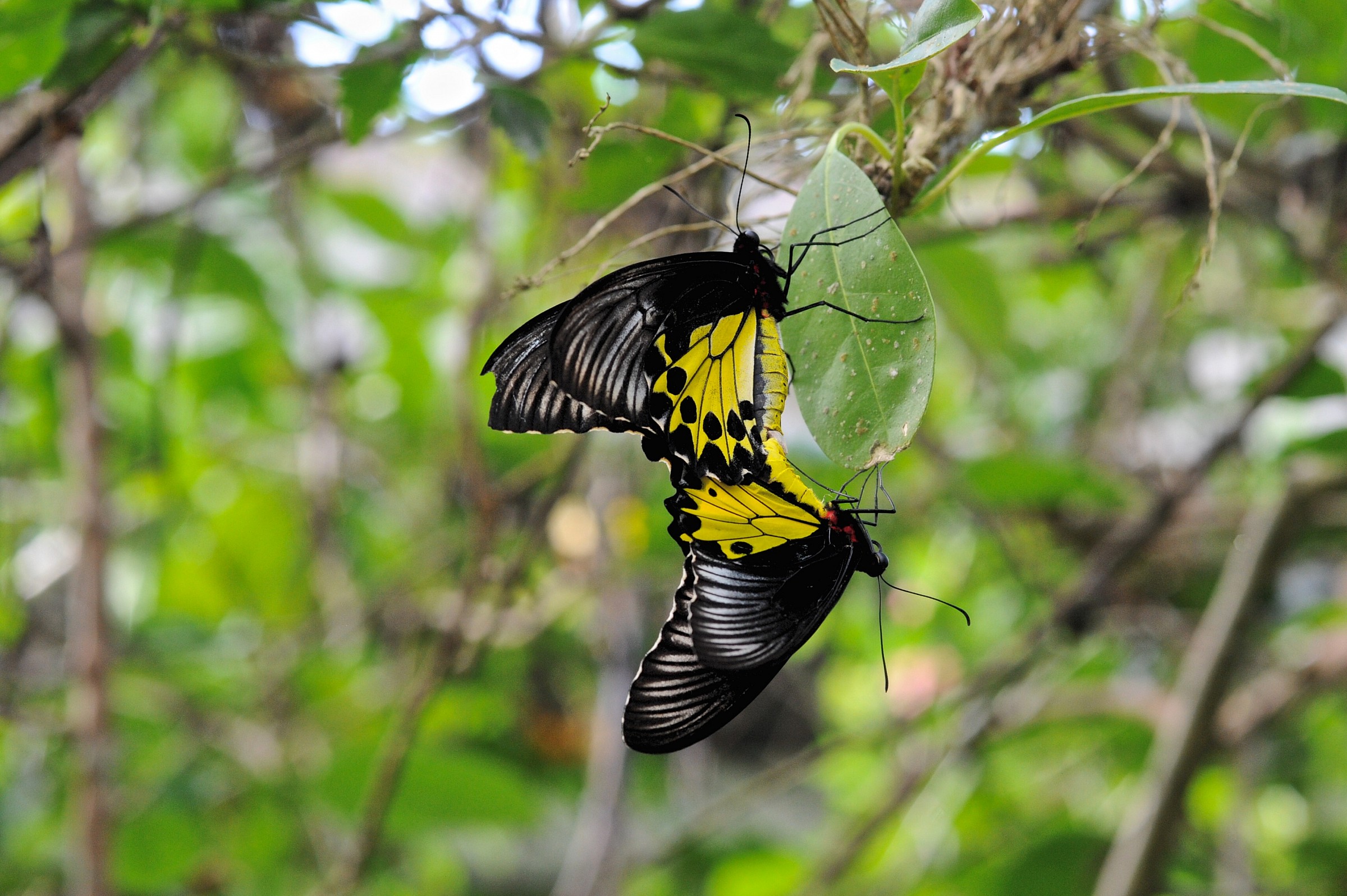 Butterflies, Bali...