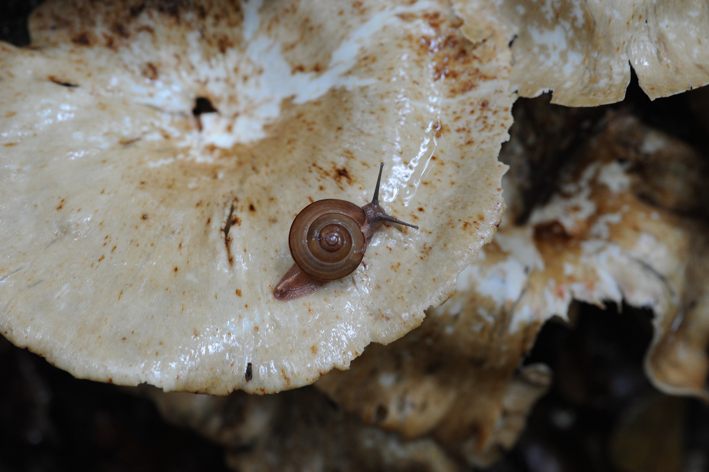 Snail, Malaysian Borneo...