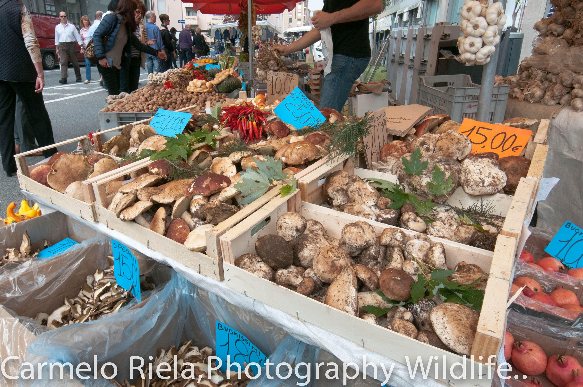 fair in Alba (CN) mushrooms....